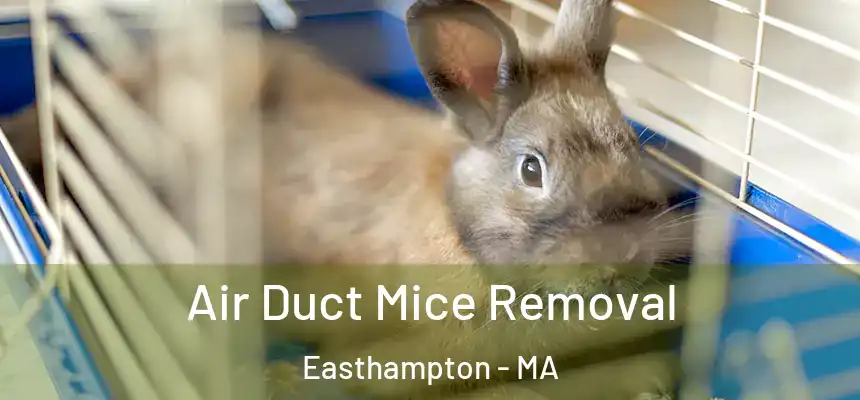  Air Duct Mice Removal Easthampton - MA